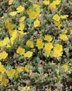 Fotografia 18 da espécie Halimium lasianthum subesp. alyssoides no Jardim Botânico UTAD