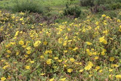 Fotografia da espécie Halimium lasianthum subesp. alyssoides