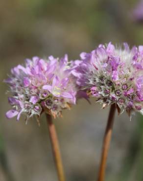 Fotografia 8 da espécie Armeria beirana no Jardim Botânico UTAD