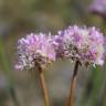 Fotografia 8 da espécie Armeria beirana do Jardim Botânico UTAD