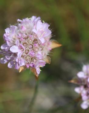 Fotografia 9 da espécie Armeria beirana no Jardim Botânico UTAD