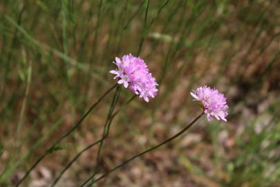 Fotografia da espécie Armeria beirana