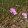 Fotografia 10 da espécie Armeria beirana do Jardim Botânico UTAD