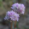 Fotografia 11 da espécie Armeria beirana do Jardim Botânico UTAD