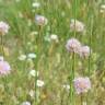 Fotografia 12 da espécie Armeria beirana do Jardim Botânico UTAD