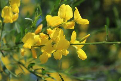 Fotografia da espécie Cytisus striatus
