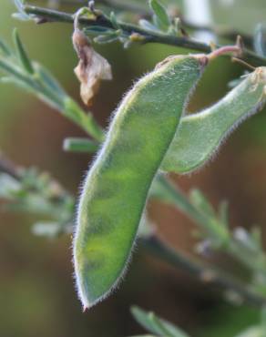 Fotografia 9 da espécie Cytisus multiflorus no Jardim Botânico UTAD