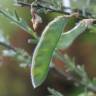 Fotografia 9 da espécie Cytisus multiflorus do Jardim Botânico UTAD