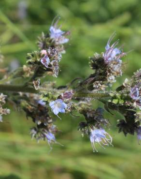 Fotografia 13 da espécie Echium lusitanicum subesp. lusitanicum no Jardim Botânico UTAD