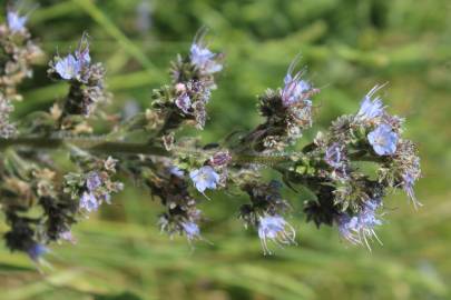 Fotografia da espécie Echium lusitanicum subesp. lusitanicum