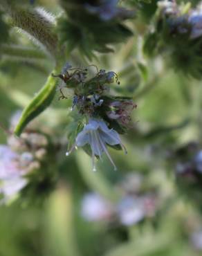 Fotografia 14 da espécie Echium lusitanicum subesp. lusitanicum no Jardim Botânico UTAD