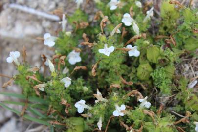 Fotografia da espécie Rhinanthus minor