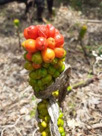 Fotografia da espécie Arum italicum