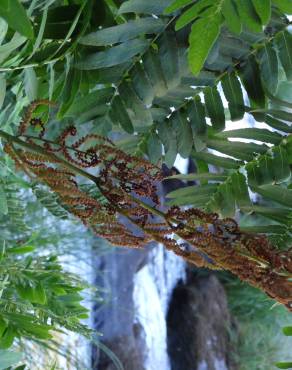 Fotografia 14 da espécie Osmunda regalis no Jardim Botânico UTAD