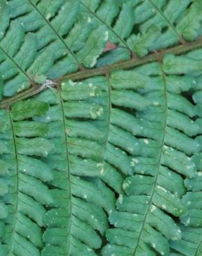 Fotografia 13 da espécie Polystichum setiferum no Jardim Botânico UTAD