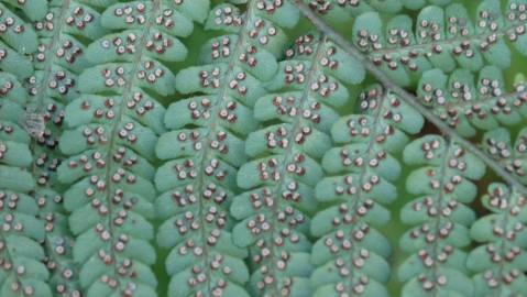 Fotografia da espécie Polystichum setiferum
