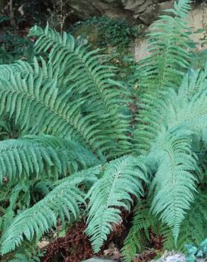 Fotografia 15 da espécie Polystichum setiferum no Jardim Botânico UTAD