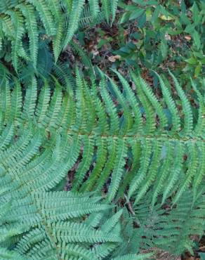 Fotografia 16 da espécie Polystichum setiferum no Jardim Botânico UTAD