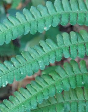 Fotografia 18 da espécie Polystichum setiferum no Jardim Botânico UTAD