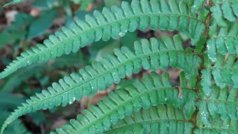 Fotografia da espécie Polystichum setiferum