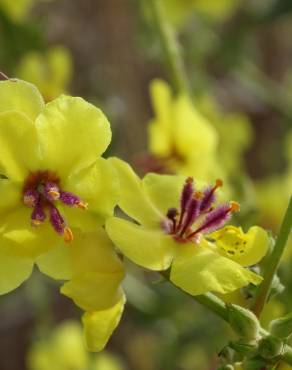 Fotografia 19 da espécie Verbascum virgatum no Jardim Botânico UTAD