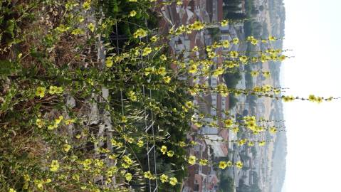 Fotografia da espécie Verbascum virgatum