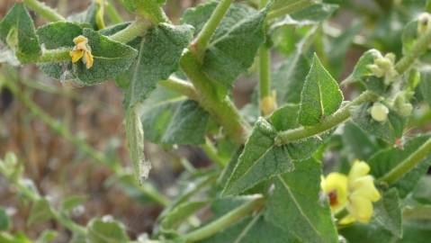 Fotografia da espécie Verbascum virgatum