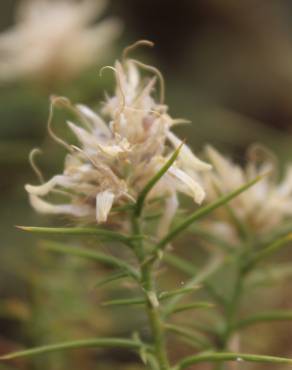 Fotografia 8 da espécie Genista hirsuta subesp. hirsuta no Jardim Botânico UTAD