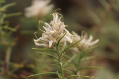 Fotografia da espécie Genista hirsuta subesp. hirsuta