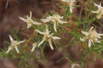 Fotografia da espécie Genista hirsuta subesp. hirsuta