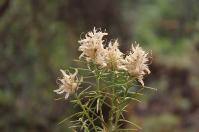 Fotografia da espécie Genista hirsuta subesp. hirsuta