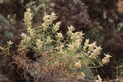 Fotografia da espécie Genista hirsuta subesp. hirsuta