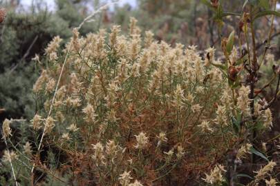 Fotografia da espécie Genista hirsuta subesp. hirsuta