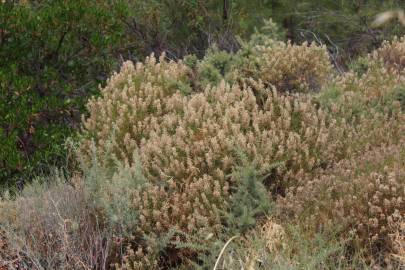 Fotografia da espécie Genista hirsuta subesp. hirsuta