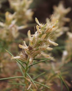 Fotografia 14 da espécie Genista hirsuta subesp. hirsuta no Jardim Botânico UTAD