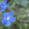 Fotografia 18 da espécie Anchusa azurea do Jardim Botânico UTAD