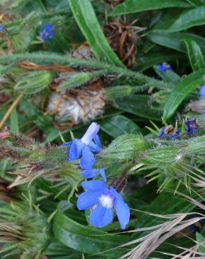 Fotografia 16 da espécie Anchusa azurea no Jardim Botânico UTAD