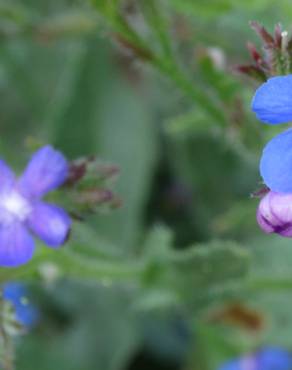 Fotografia 15 da espécie Anchusa azurea no Jardim Botânico UTAD