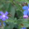 Fotografia 15 da espécie Anchusa azurea do Jardim Botânico UTAD