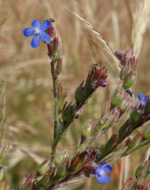 Fotografia 14 da espécie Anchusa azurea no Jardim Botânico UTAD