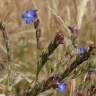 Fotografia 14 da espécie Anchusa azurea do Jardim Botânico UTAD