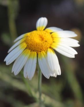 Fotografia 16 da espécie Glebionis coronaria no Jardim Botânico UTAD