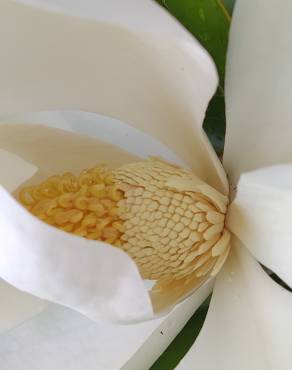 Fotografia 14 da espécie Magnolia grandiflora no Jardim Botânico UTAD