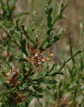 Fotografia 6 da espécie Pterospartum tridentatum subesp. tridentatum no Jardim Botânico UTAD