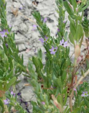 Fotografia 6 da espécie Lythrum hyssopifolia no Jardim Botânico UTAD