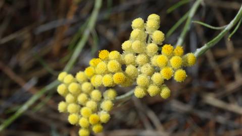 Fotografia da espécie Helichrysum stoechas