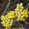 Fotografia 19 da espécie Helichrysum stoechas do Jardim Botânico UTAD