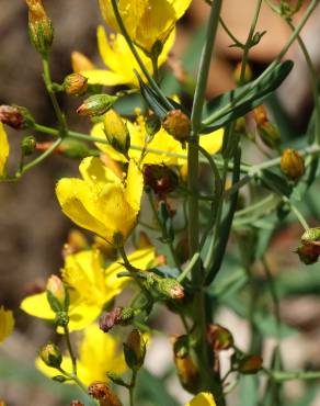 Fotografia 5 da espécie Hypericum linariifolium no Jardim Botânico UTAD