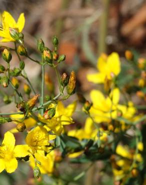 Fotografia 6 da espécie Hypericum linariifolium no Jardim Botânico UTAD