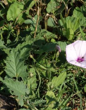 Fotografia 7 da espécie Convolvulus althaeoides no Jardim Botânico UTAD